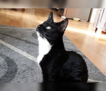 Naljakas VIDEO | Rõngassaba on kass, kellel isikupärast puudust ei tule